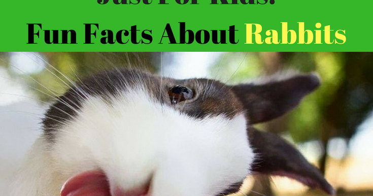 Just For Kids: Fun Facts About Rabbits | Rosa For Life
