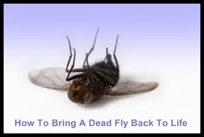 How to bring a dead fly back to life