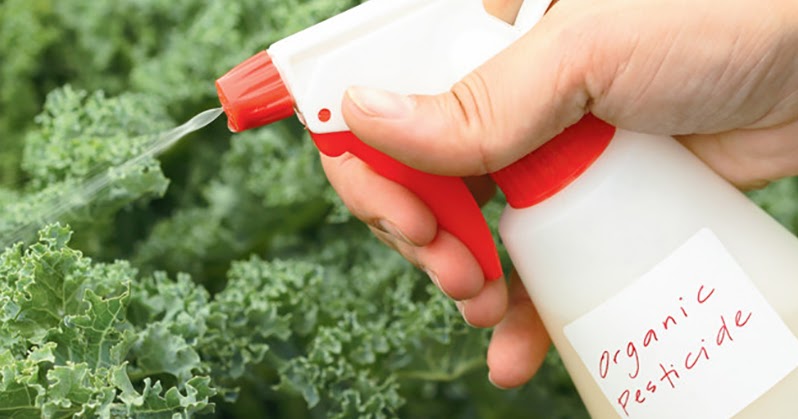 clear defense pest control clear defense pest control