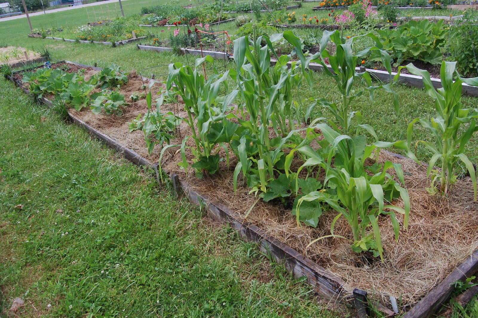 Sprouts Note to Michele Salt Marsh Hay for Mulch