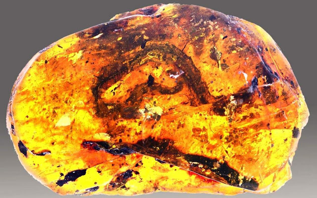 Rare Baby Snake Fossil Found in Amber From Age of Dinosaurs