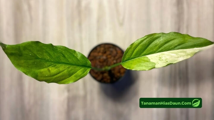 Gambar Aglaonema Modestum Gambar-Aglaonema-Modestum
