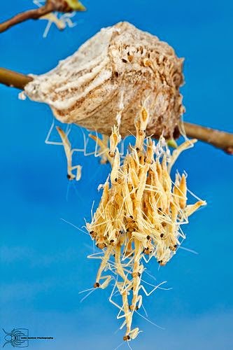 finest images of insects at all . | TOOOPIC