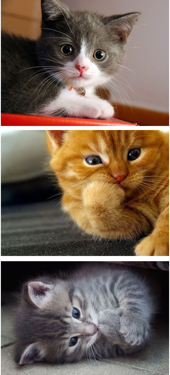  20Gambar Koleksi Gambar  Kucing  Yang Seriusly Cuteness 