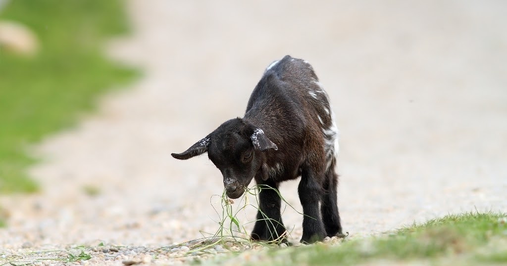 Veterinary XRay Pygmy Goat HealthPart I