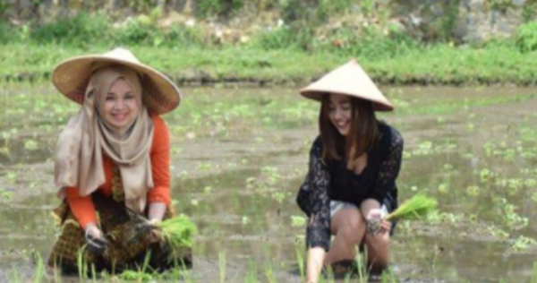 23 Angka Mimpi Mengenai Padi Versi Erek Erek 2d 3d 4d Akurat Erek Erek Akurat