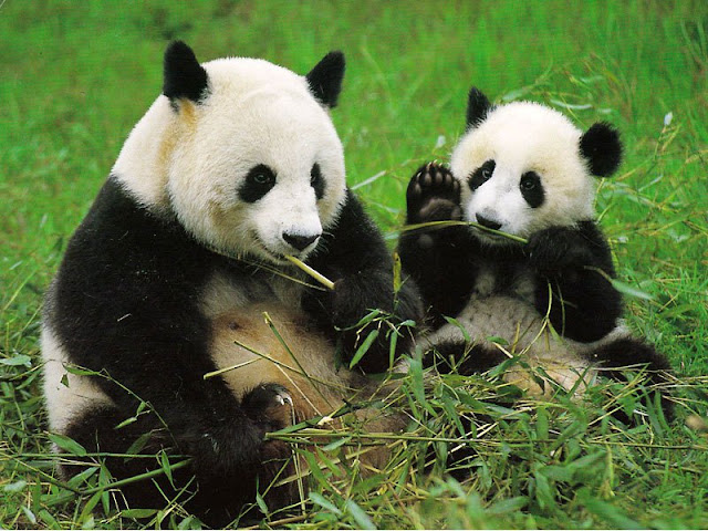 Hình ảnh gấu trúc Panda dễ thương và đáng yêu nhất