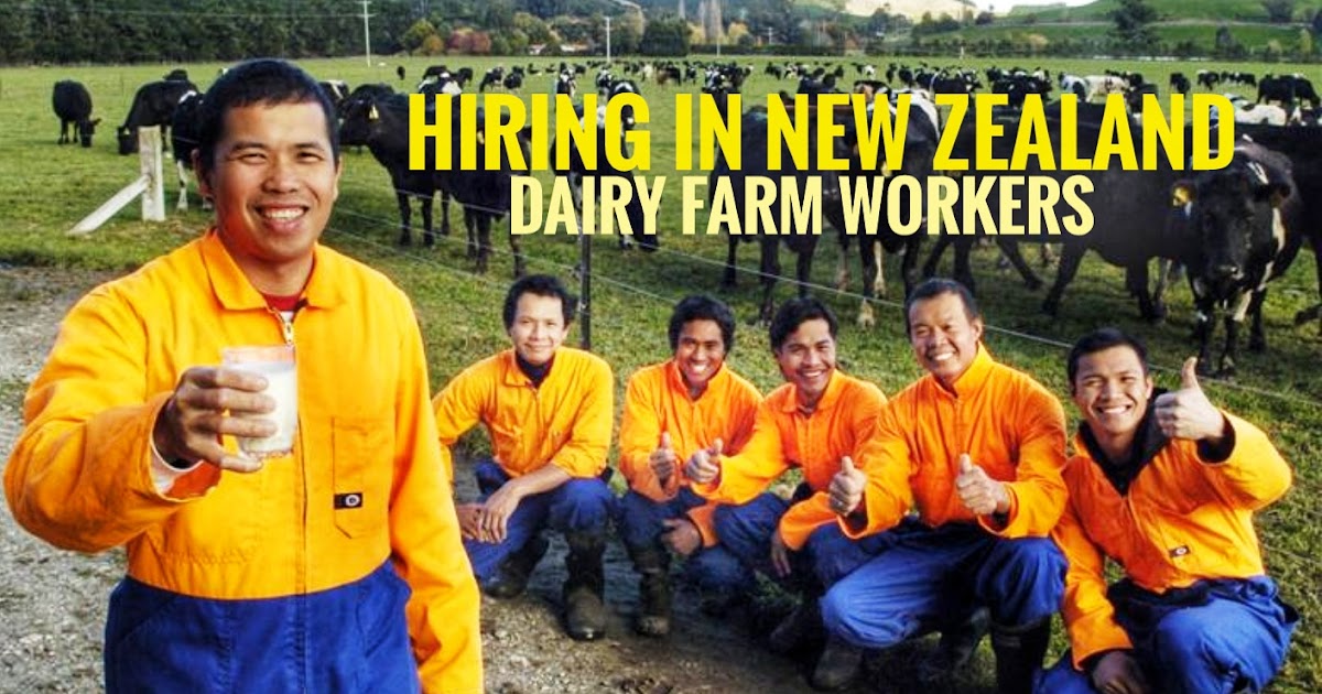 Hiring Pinoy Dairy Farm Workers To Be Deployed in Auckland, New