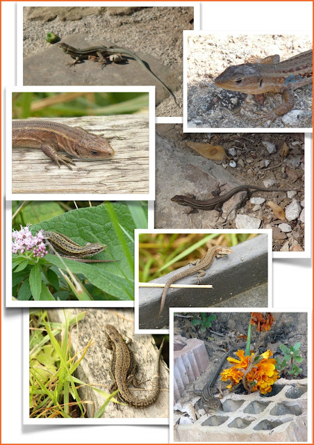 Wild and Wonderful: March 2016