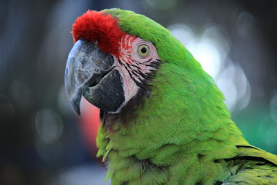 Los fascinantes Loros (imagenes) - The fascinating parrots (images)