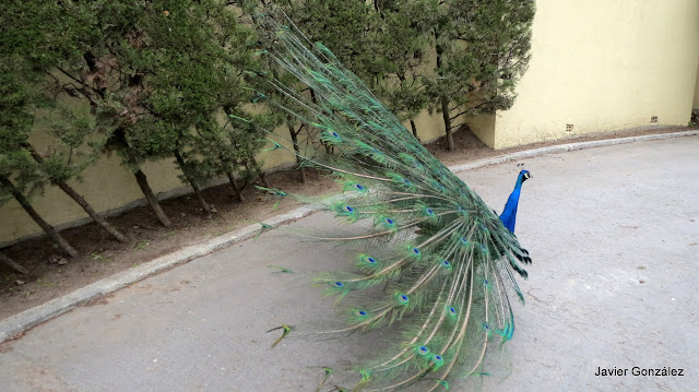 Pavo real extendiendo las plumas de la cola