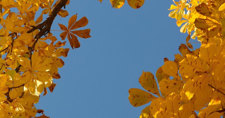 Monkey Tree Services Ltd Call 604.833.2479 24 Hours