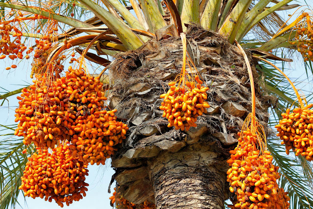 Kenali-Serba-serbi-dari-jenis-Kurma-Sukkari