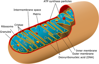 Struktur mitokondria