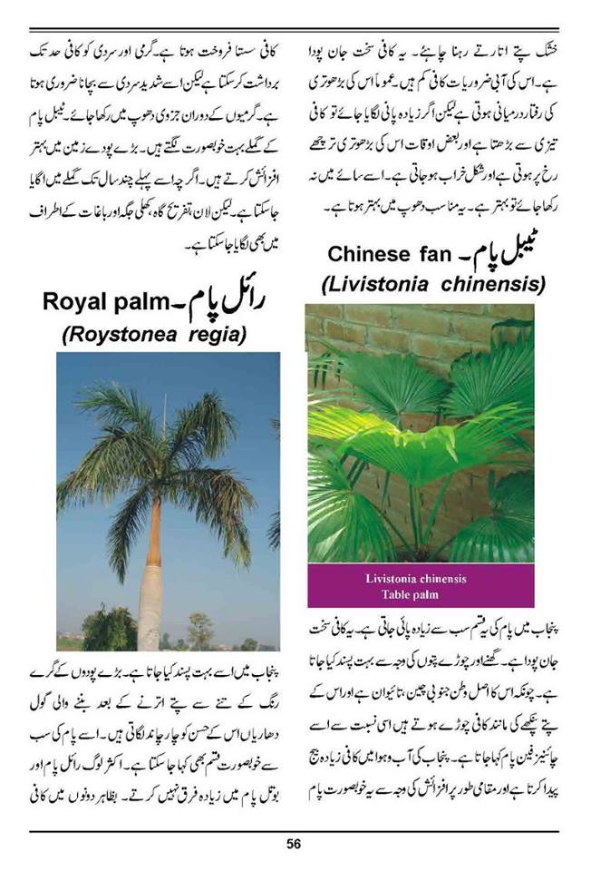 How to Grow Outdoor & Indoor Plants & Flowers Urdu Guide Noons.info