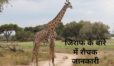 Giraffe In Hindi