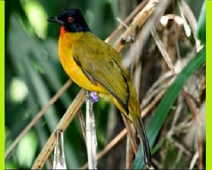 Jenis Jenis Burung Kutilang Dunia Burung