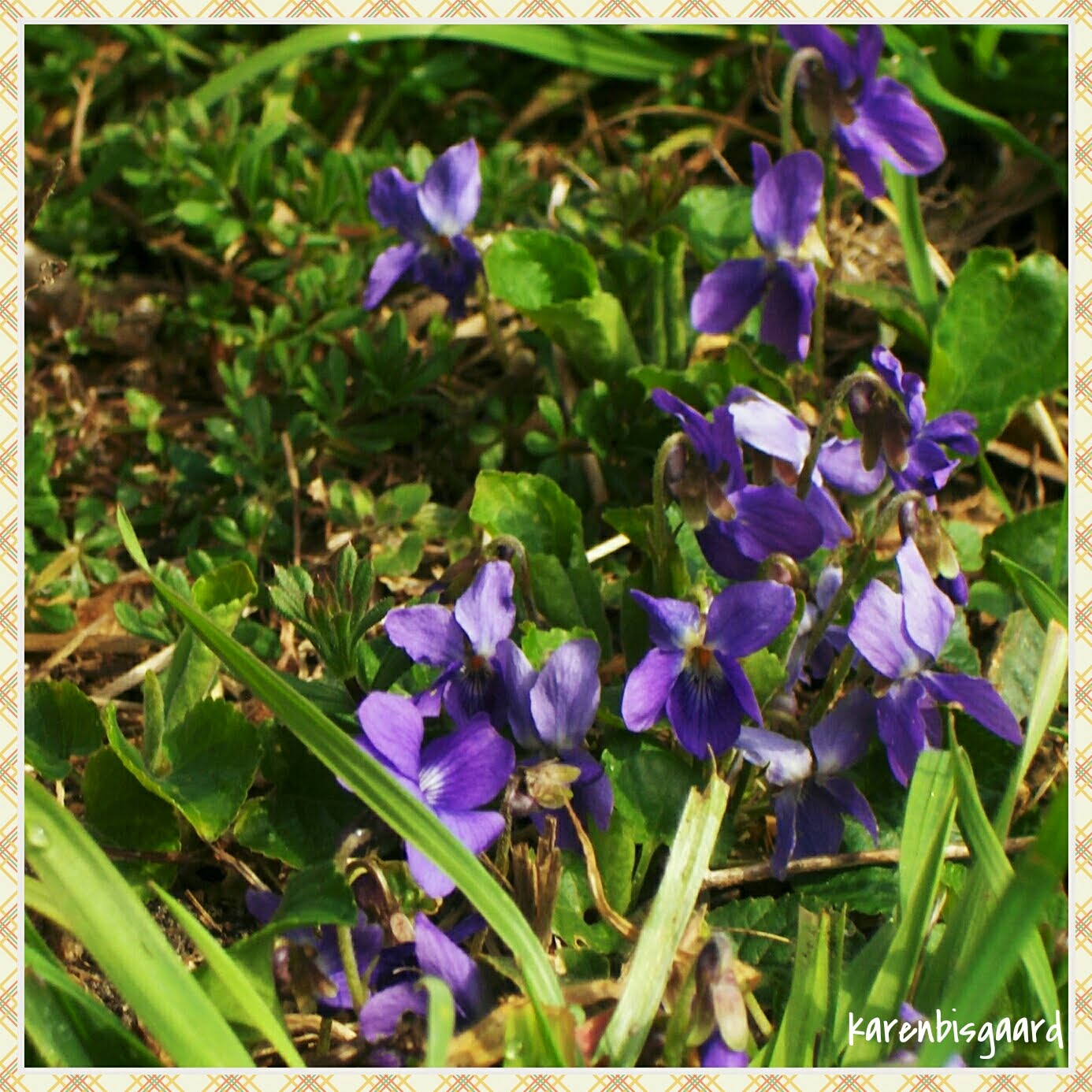 Karen`s Nature Photography Garden Violet Blooming.