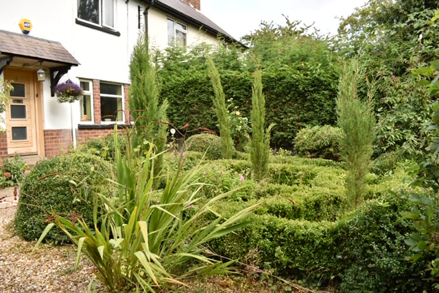 Shirls Gardenwatch What Is The White Stuff On My Box Plants