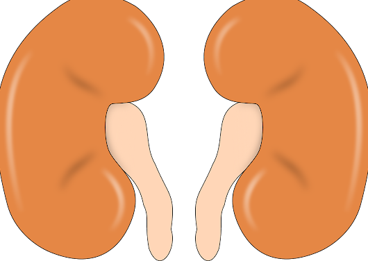 Pengobatan Gagal Ginjal Kronis - Remedi Multi Khasiat