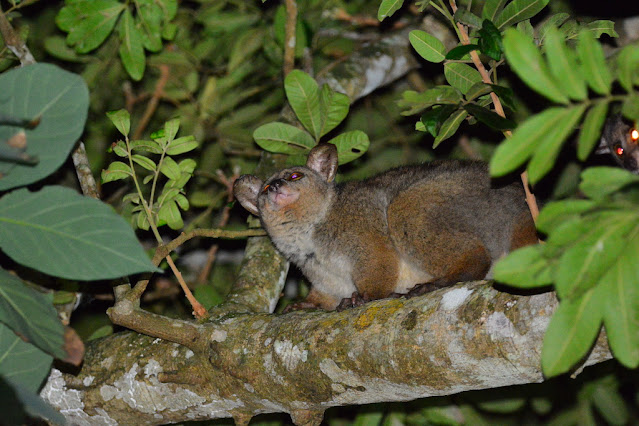 Otolemur crassicaudatus - Galago à queue touffue - Afrique du Sud Otolemur crassicaudatus - Galago à queue touffue - Afrique du Sud