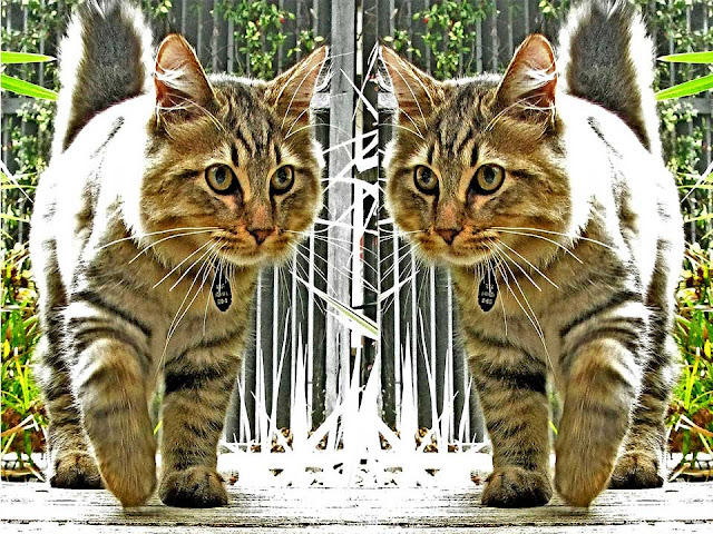 american bobtail, domestic cat, bobtail cat, domestic cat breeds, american bobtail kitten, largest domestic cat