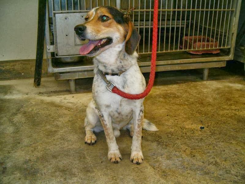 Upper Sandusky OH- Dogs in CAGES 24/7 NO Volunteers, NO WALKS- PLEASE HELP THIS Beagle- SPOT