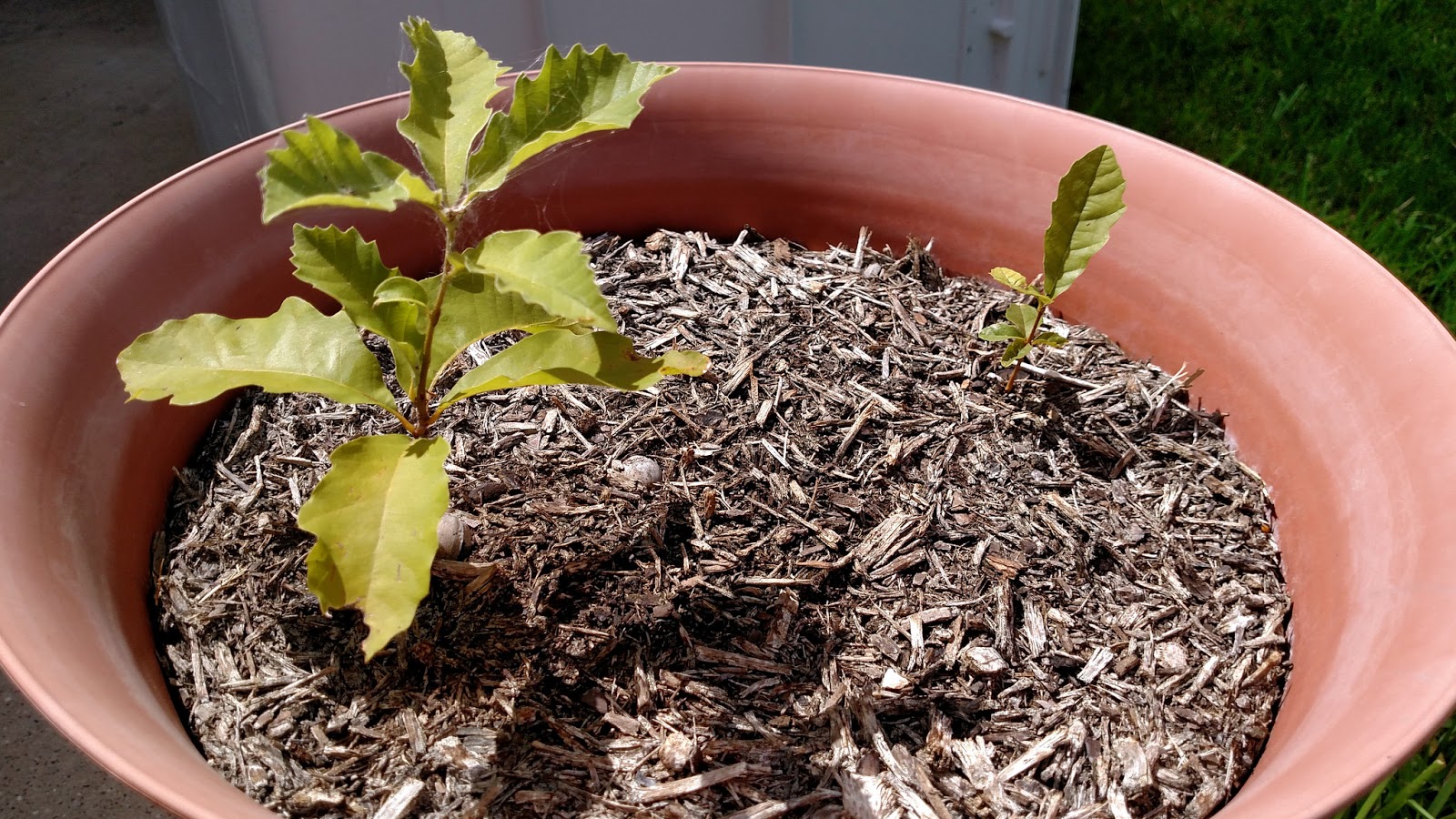 Green Way: Soil mix for apartment garden