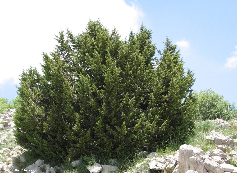Juniperus Drupacea Syrian Juniper Care And Cultivation