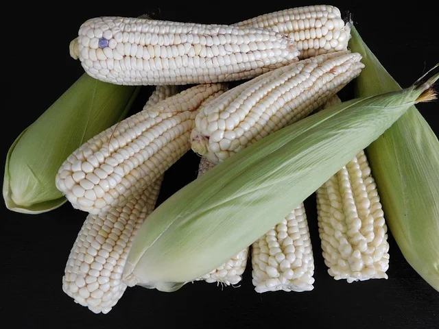 Cómo las mazorcas de maíz nos dicen qué salió bien (y qué salió mal)