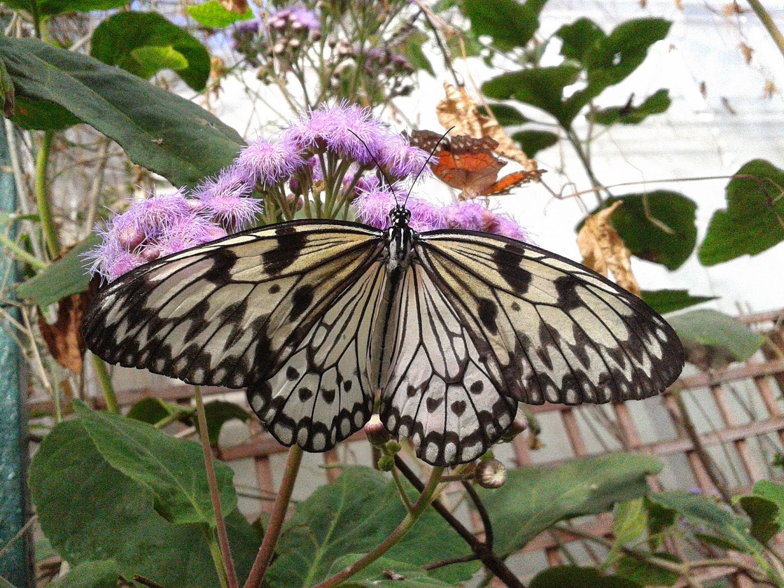 Calmly Creative StratforduponAvon Butterfly Farm
