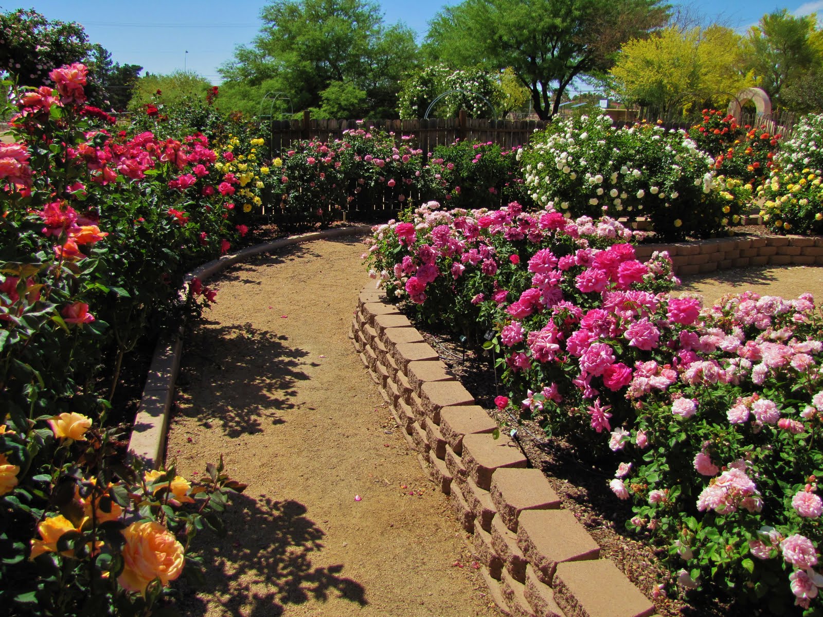 BackYard Rose Garden Design Malattie rosales principali - Oxilo