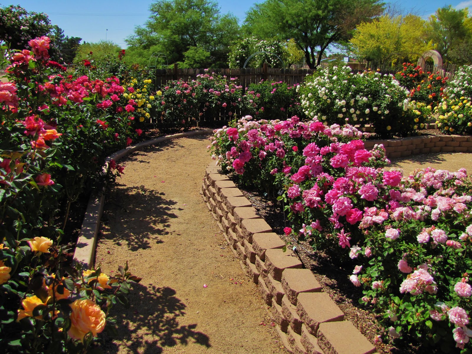 BackYard Rose Garden Design Malattie rosales principali Oxilo