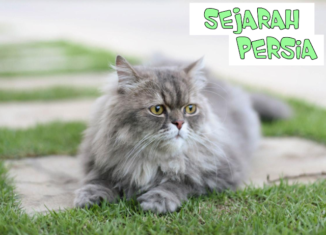 Kucing Persia Hitam