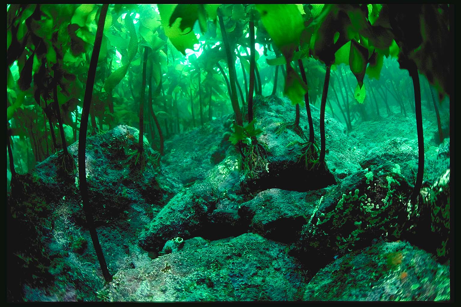 Download this Kelp Forest picture