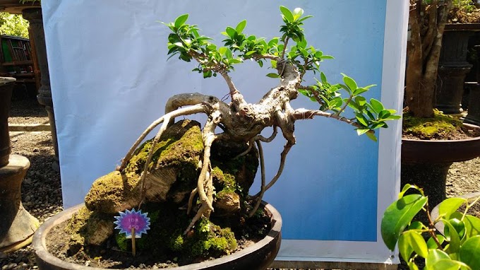 Pembuatan Bonsai Dengan Teknik Okulasi 