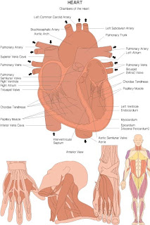 Анатомия человека в векторе