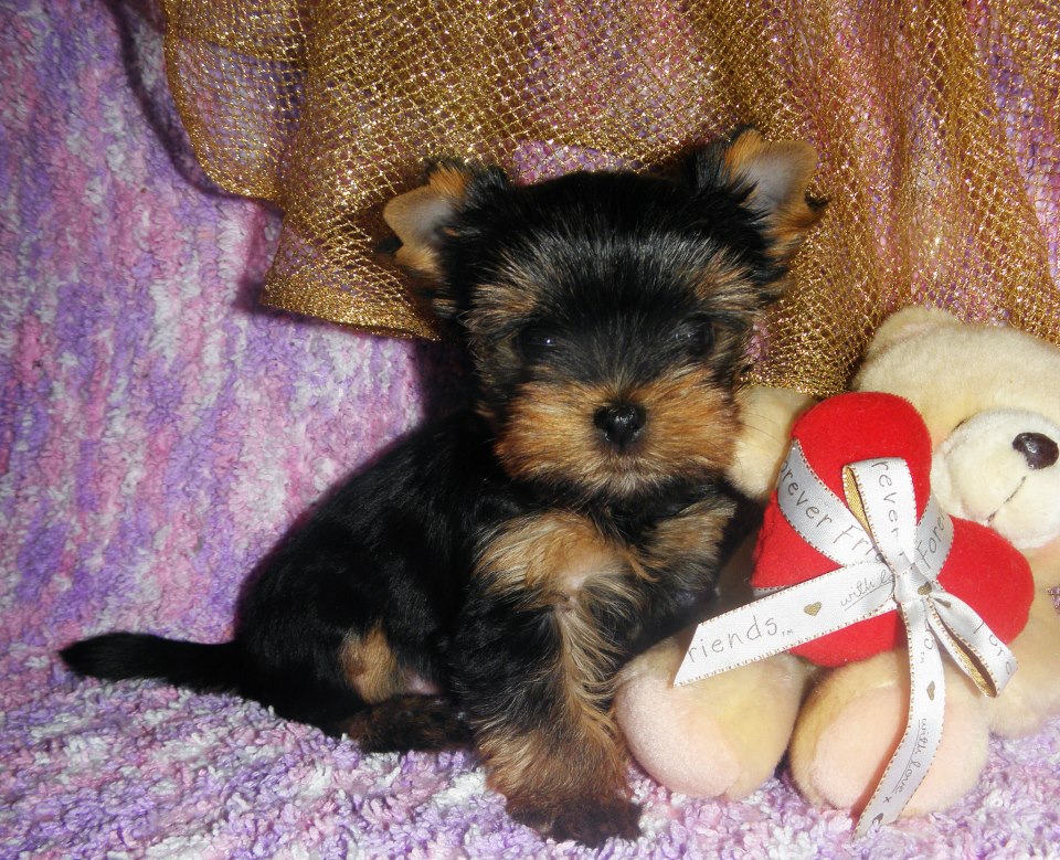 йоркширский терьер девочки или мальчики