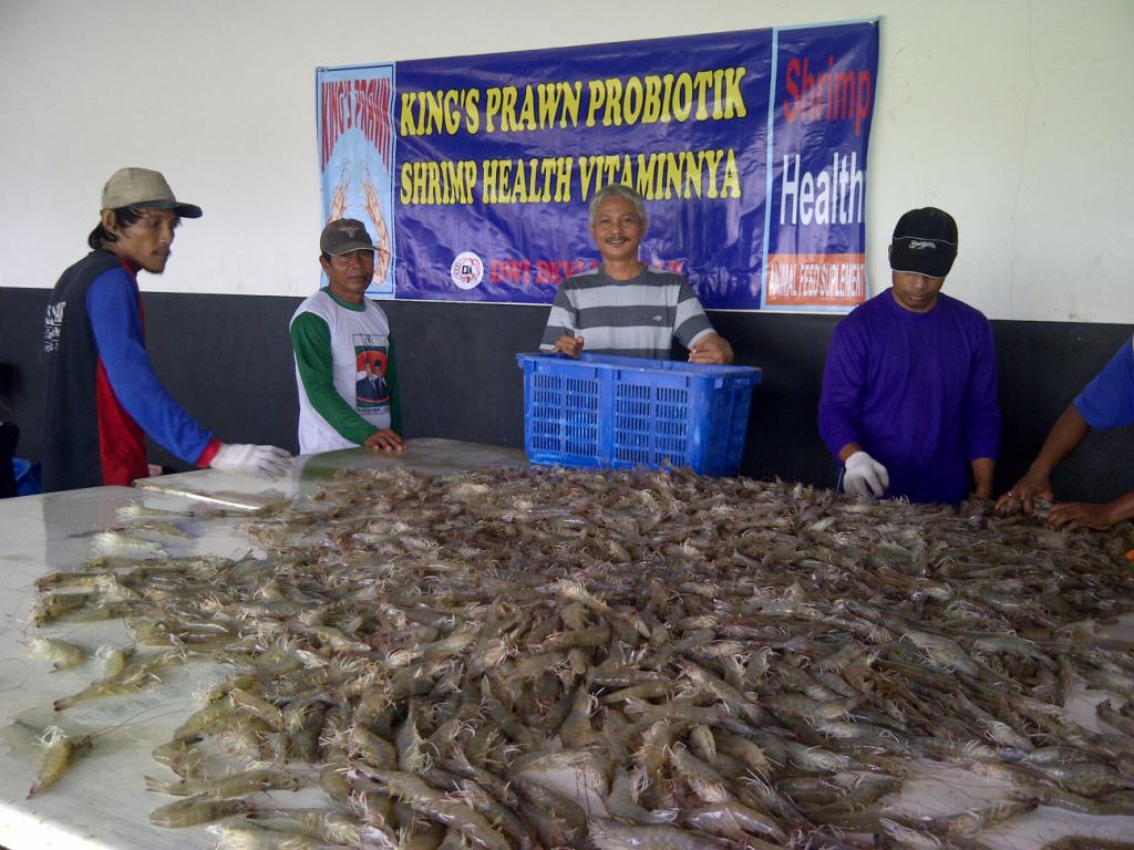 perawatan tambak udang