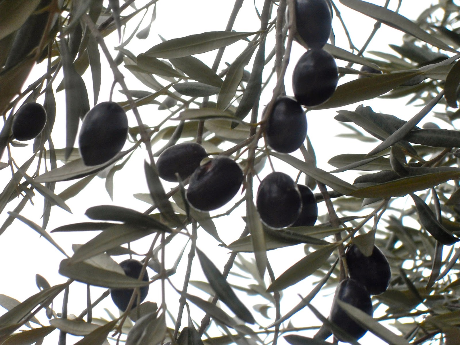 BacktoBodrum What's the point of offering an olive branch?