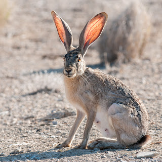 jackrabbit telinga wiser mempunyai rupanya ular hare panas mengatasi mammals deserts berlebih backlit