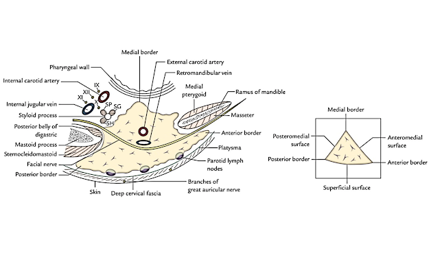 Human Anatomy Lessons: Parotid Gland
