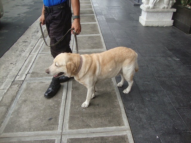 F1 HOTEL MANILA, HOTEL GUARD DOG, WORKING ANIMALS