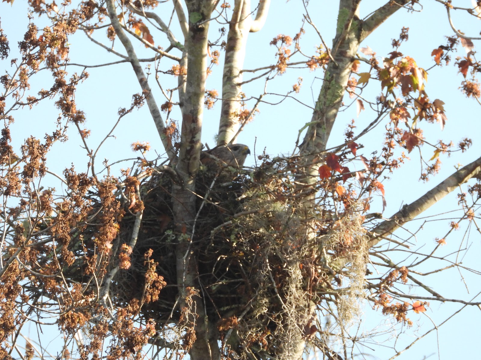Bird & Travel Photos, Birding Sites, Bird Information REDSHOULDERED