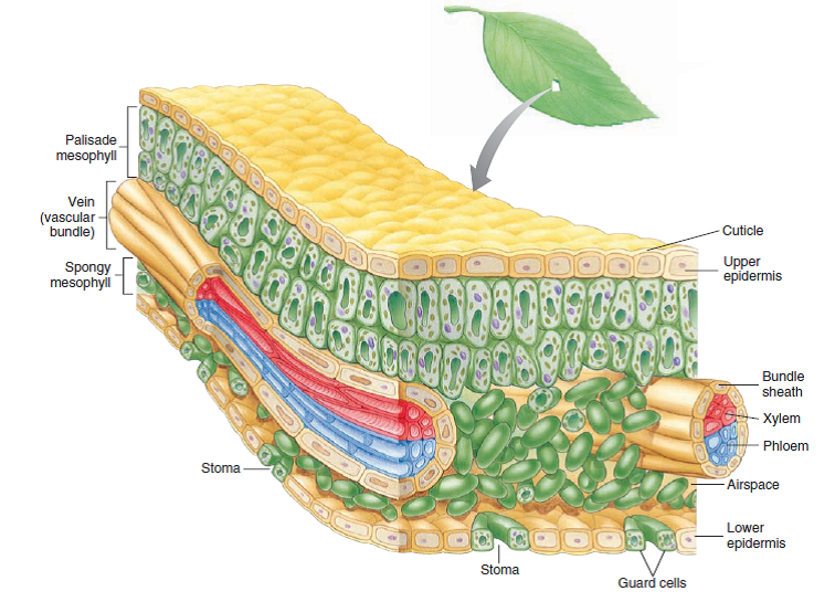 epidermis structure #10