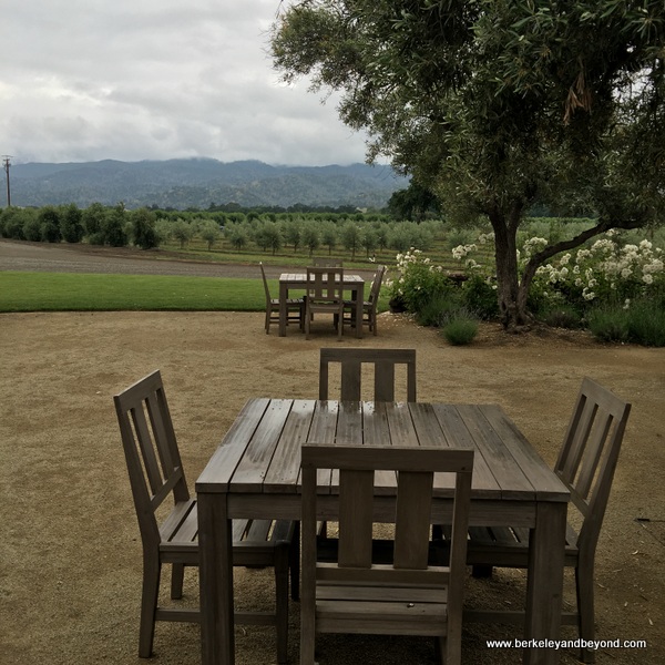 picnic area at Séka Hills Olive Mill and Tasting Room in Brooks, in theCapay Valley of California picnic area at Séka Hills Olive Mill and Tasting Room in Brooks, in theCapay Valley of California