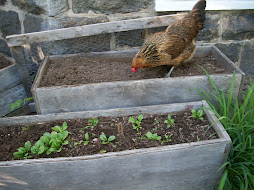 Hazel preparing the beds for planting