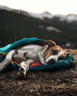 Este perro y gato son mejores amigos y están viajando por el mundo juntos