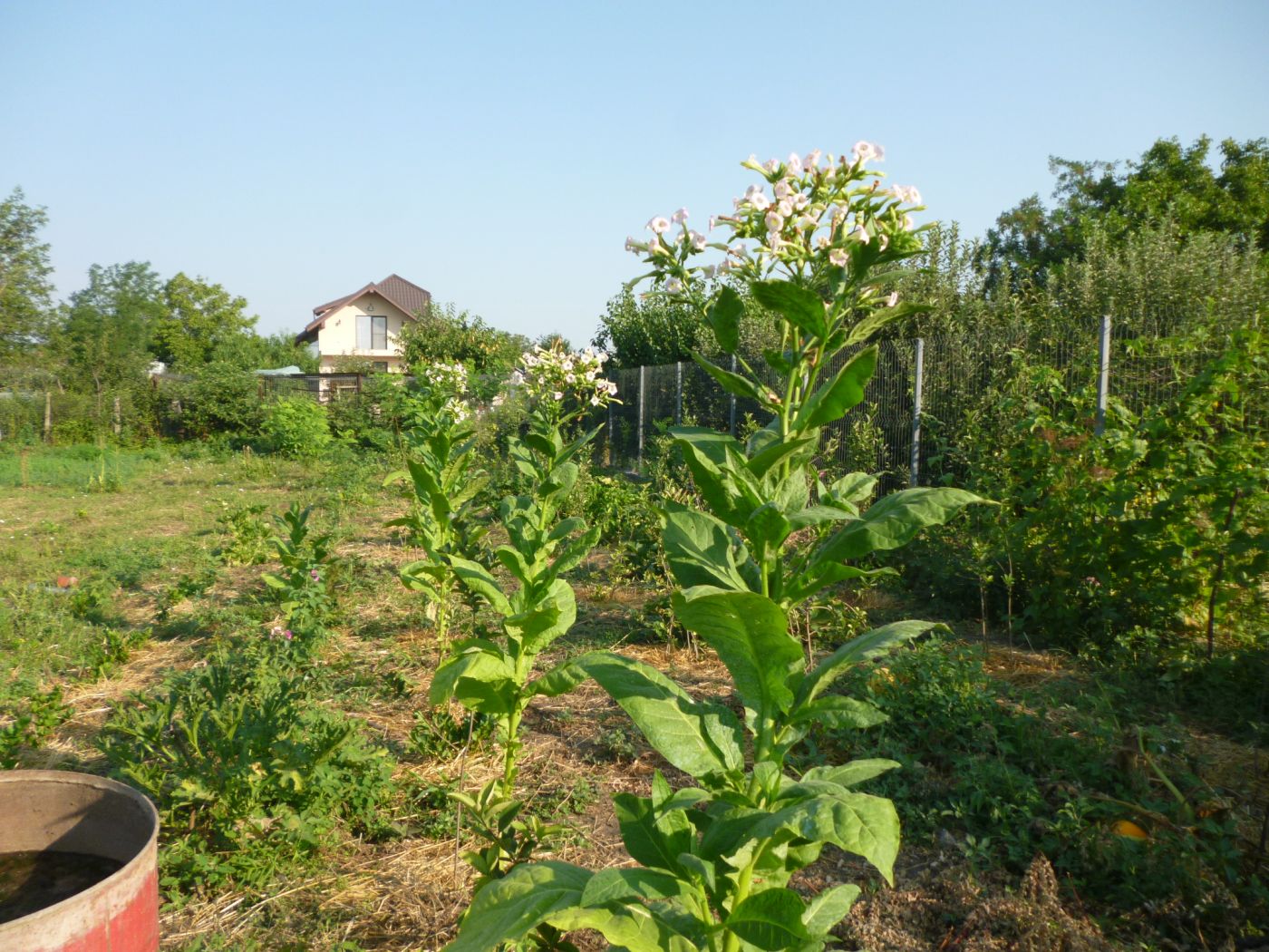 Seminte si plante de gradina hobby: Tutun