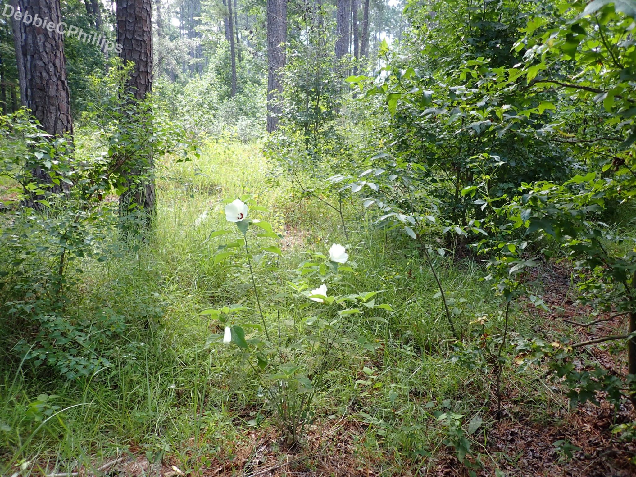 DebbieCPhillipsPhotography Twin Dikes Park Campground